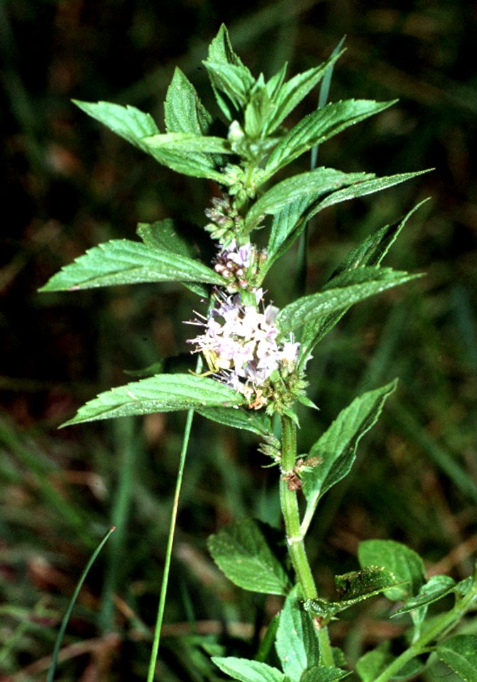 Mentha arvensis NRCS-1