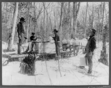 Men pouring (maple) sap into gathering tanks, Horse Shoe Forestry Co., Horse Shoe, St. Laurance Co., N.Y. LCCN2005697027