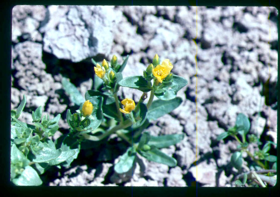 Mentzelia mollis flowering in SW Idaho 2