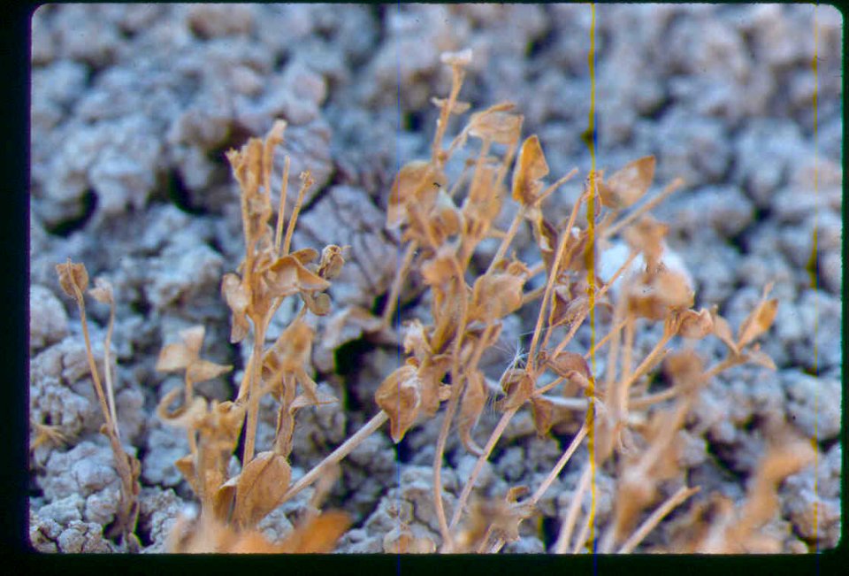 Mentzelia mollis fruiting in SW Idaho 2