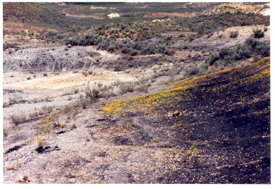 Mentzelia mollis habitat in SW Idaho 5