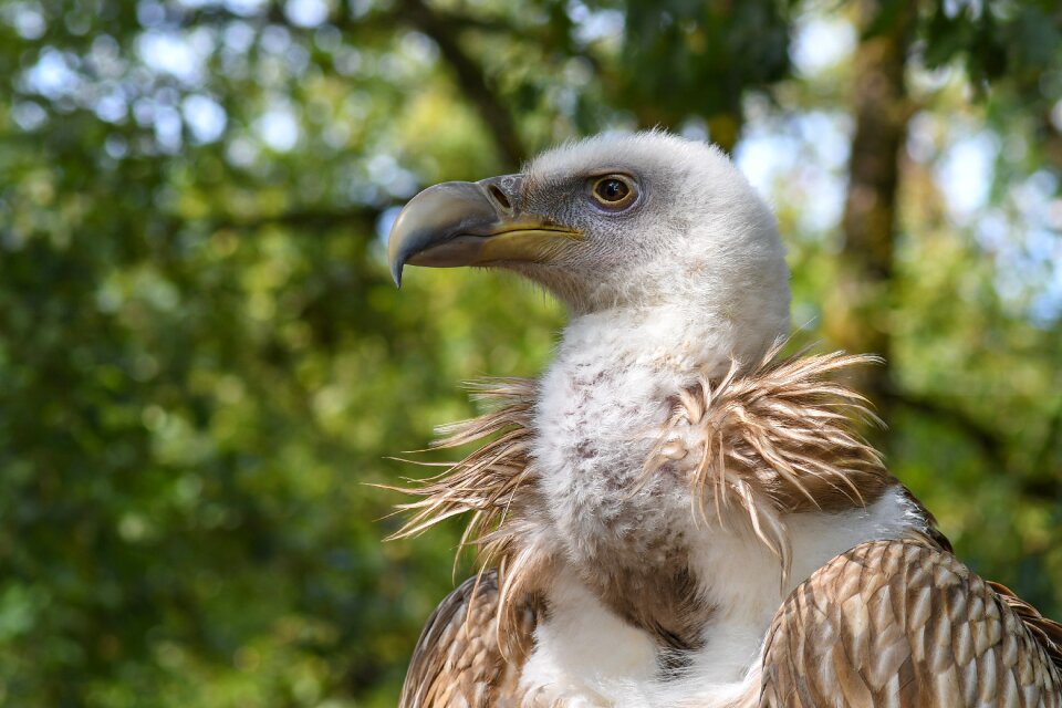 Raptor bird scavenger