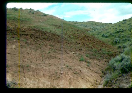 Mentzelia mollis population with heavy cattle trampling in SW Idaho