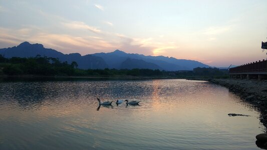 Landscape goose sunset