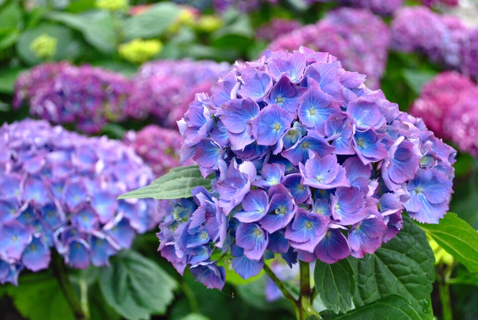 Summer flowers garden flowers bright colors