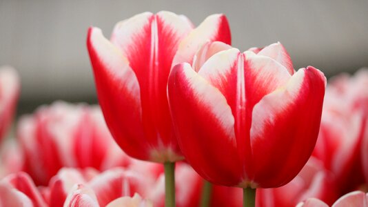 Plant petals color