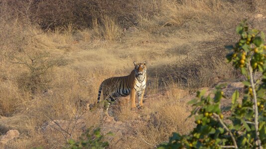 Animal wild tiger