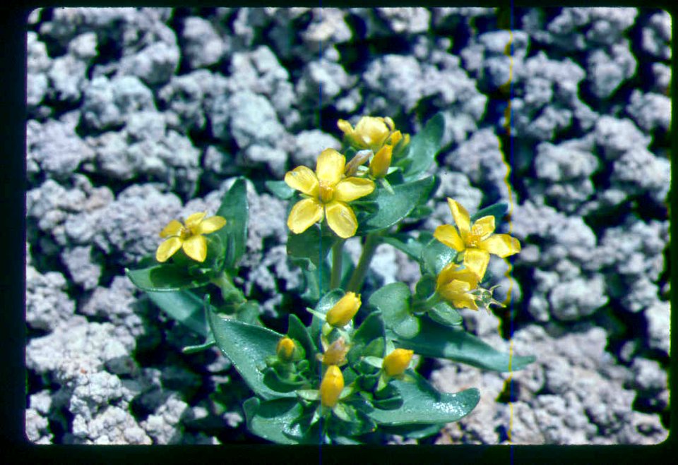 Mentzelia mollis flowering in SW Idaho 3