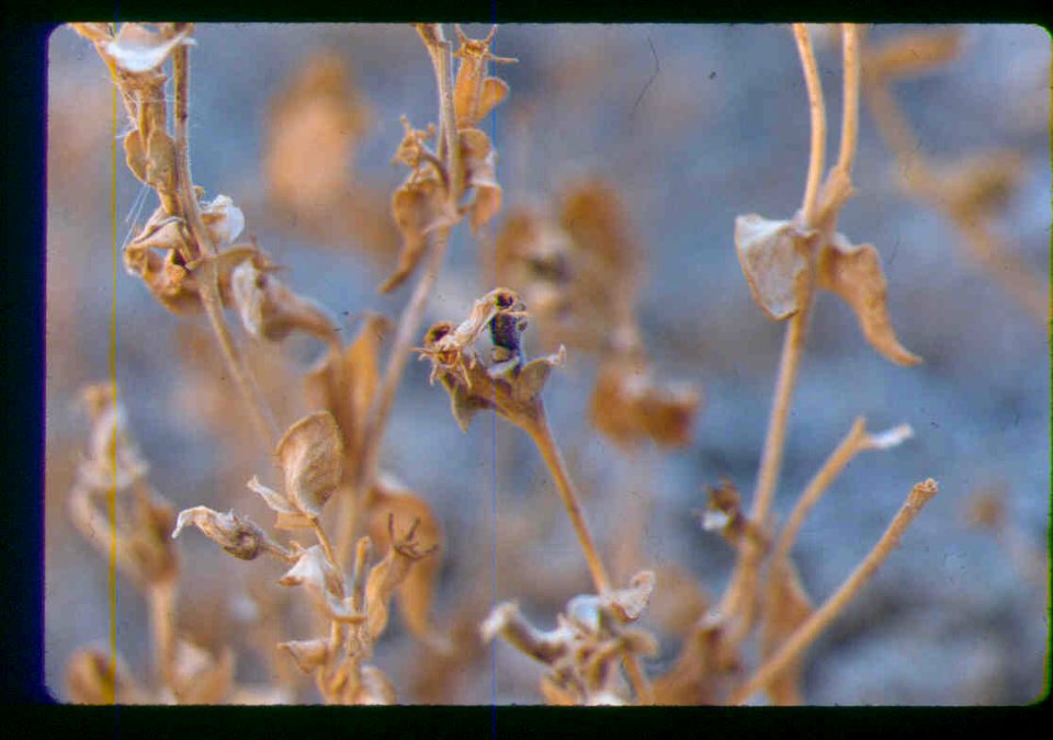 Mentzelia mollis fruiting in SW Idaho