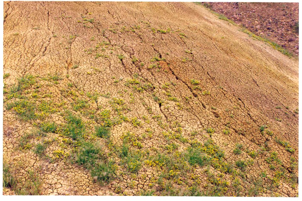 Mentzelia mollis habitat in SW Idaho 6