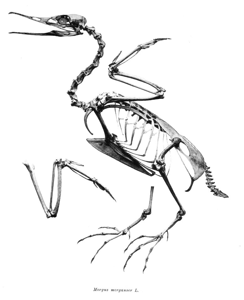 Mergus merganser 237