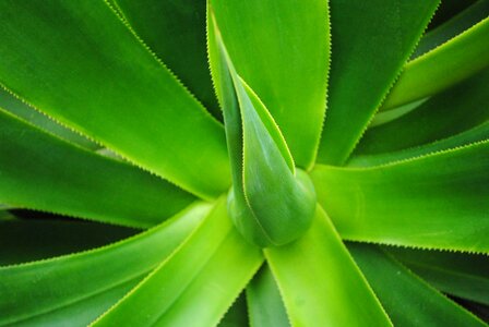Medicinal plant botanical garden closeup