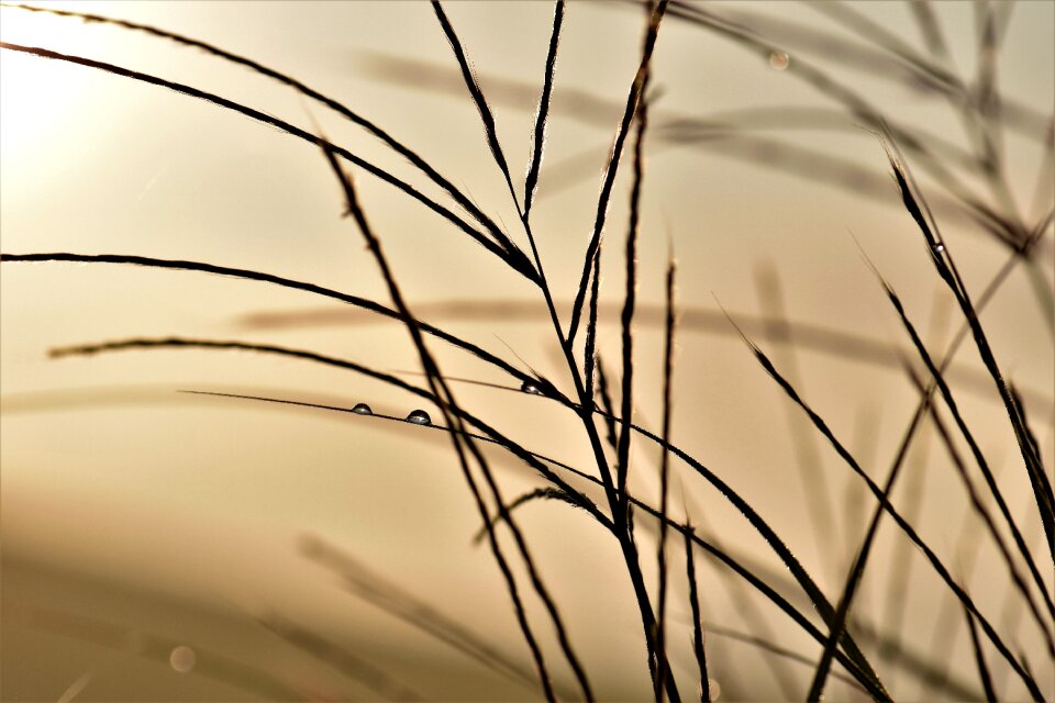 Drop of water drip nature