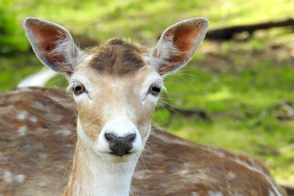 Nature mammal animal world