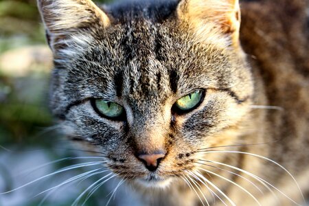 Domestic cat cat head tabby kitten photo