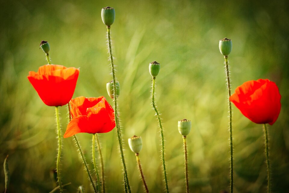 Field meadow bud