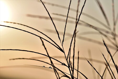 Drop of water drip nature
