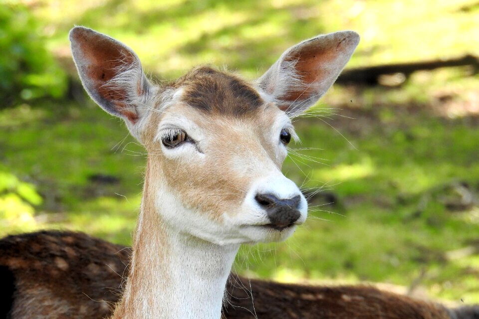 Nature mammal animal world