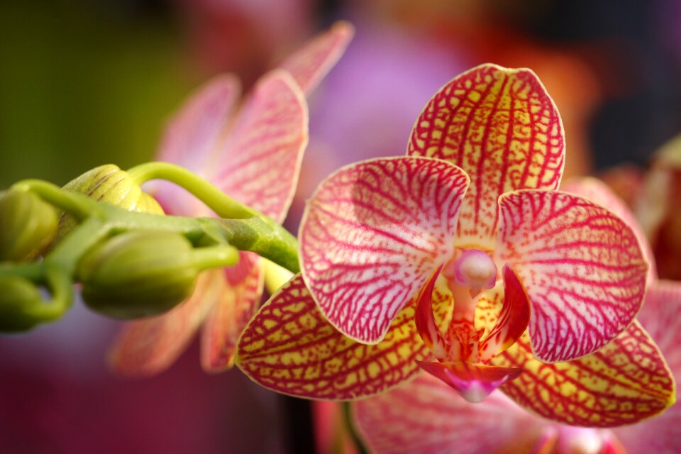 Garden leaf orchid