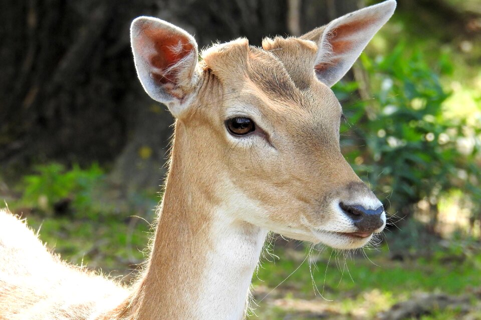 Nature mammal animal world