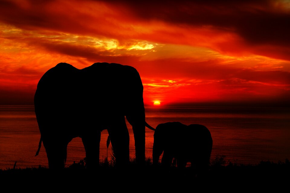 Sky landscape wildlife
