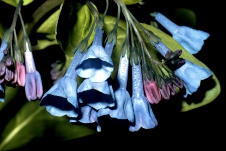 Mertensia virginica NRCS-1