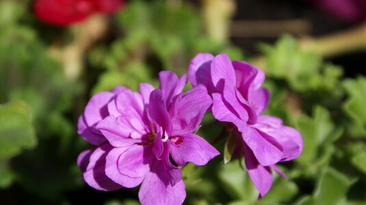 Rose geranium spring garden