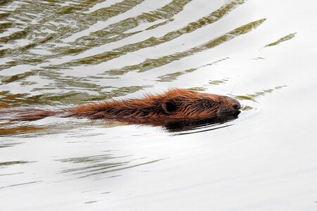 Lake swim mammal