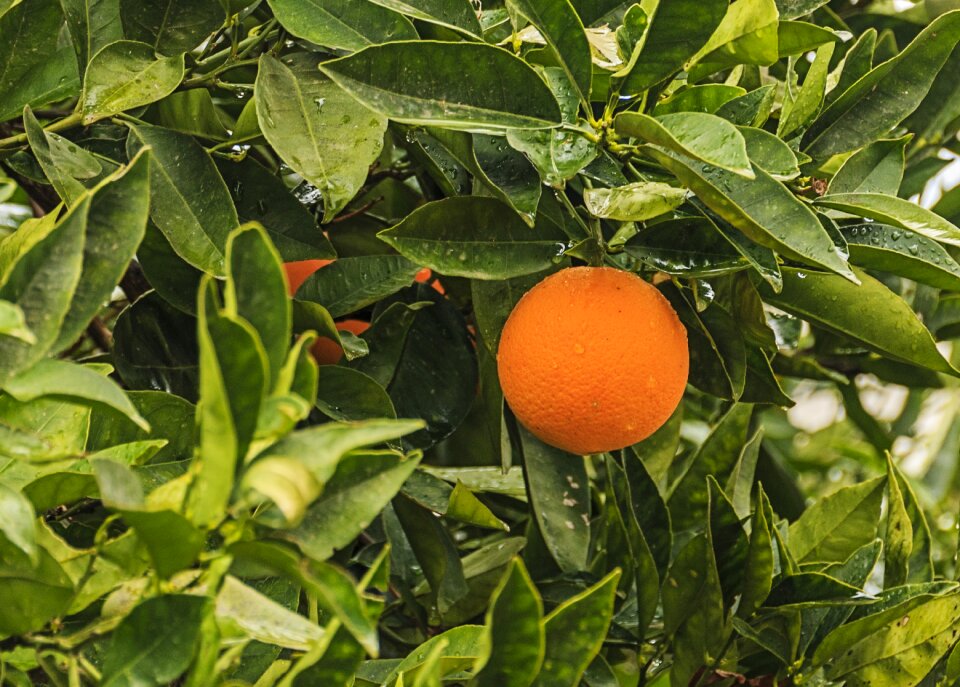 Orange green nature