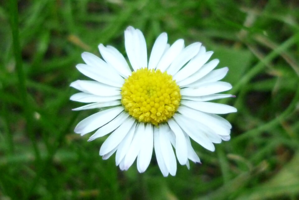 Wild daisy garden