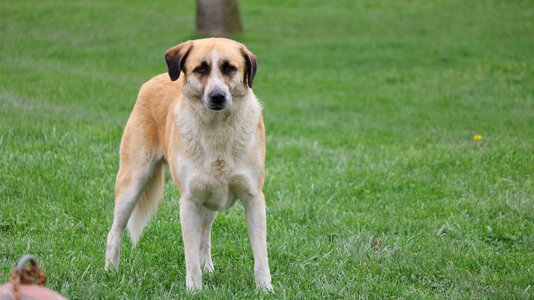 Mammals canine chan