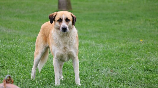 Mammals canine chan photo