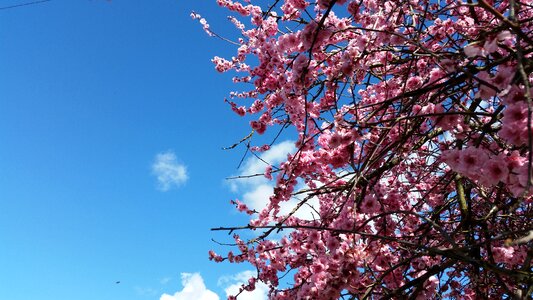 Plum pink tree photo