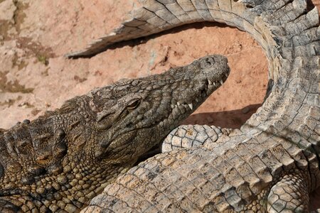 Crocodile travel nature photo