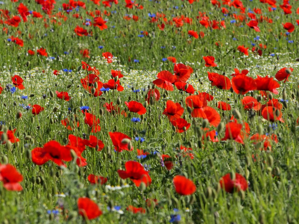 Red poppy klatschmohn flower meadow photo