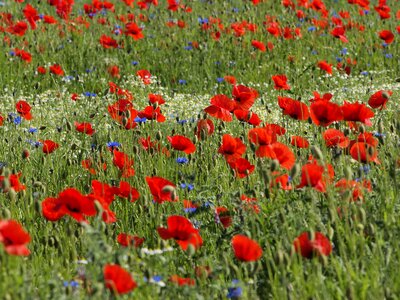 Red poppy klatschmohn flower meadow