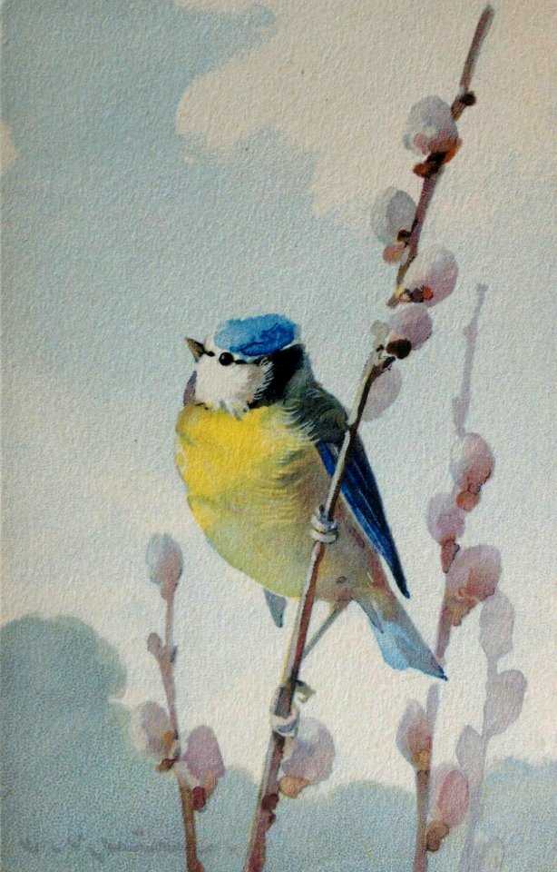Mésange bleue par Catharina Klein