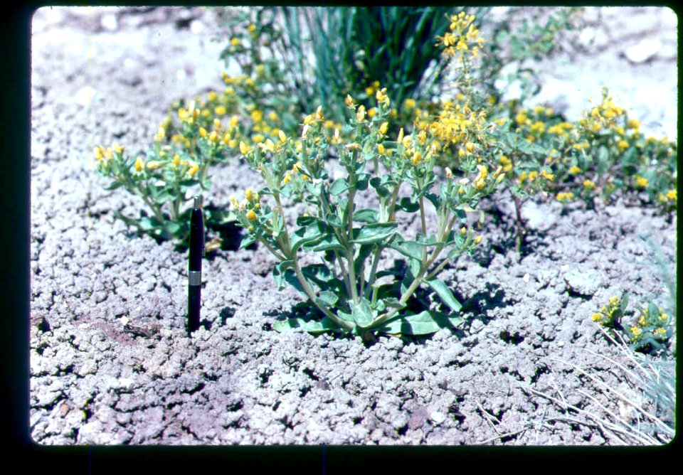 Mentzelia mollis flowering in SW Idaho