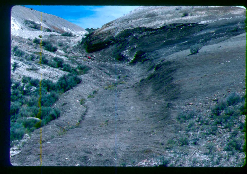 Mentzelia mollis habitat in SW Idaho 2