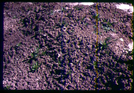 Mentzelia mollis leaves-04-89 in SW Idaho