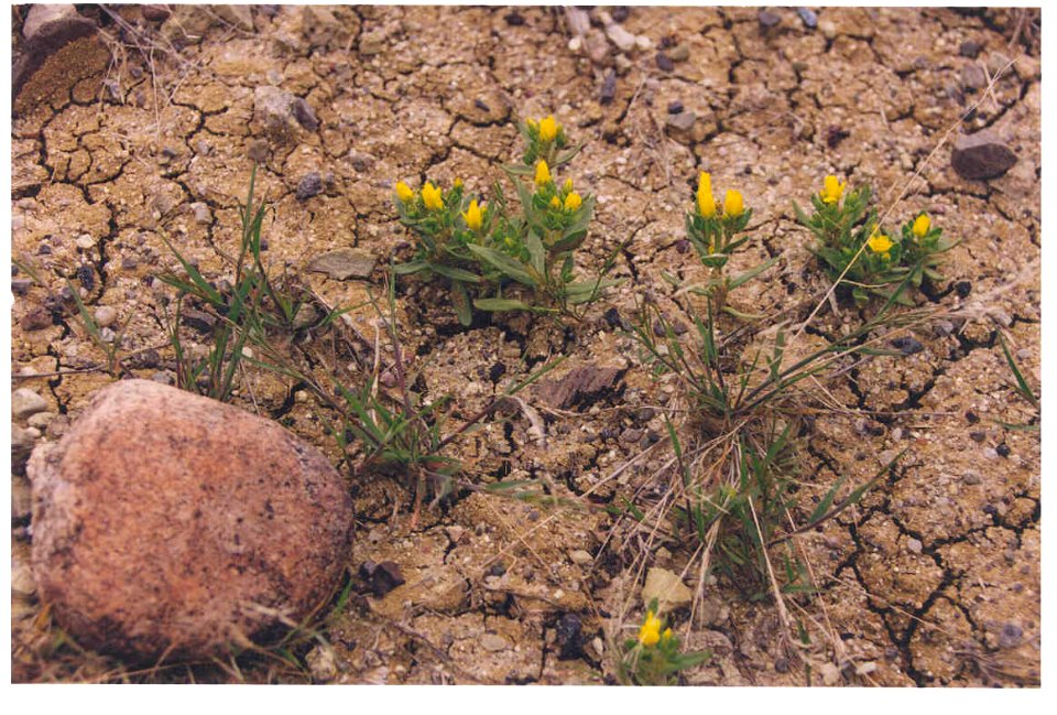 Mentzelia mollis plants in SW Idaho