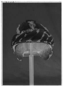 Mössa med fallvalk - Livrustkammaren - 18885-negative