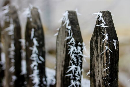 Hoary cold rime photo