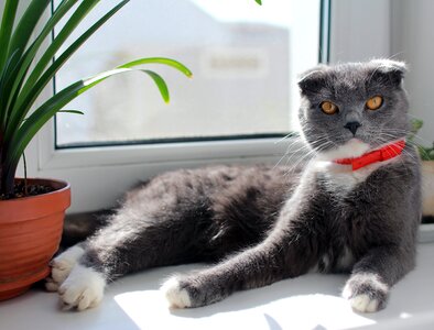 British cat fold pets