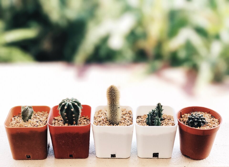 Plant cactus mo