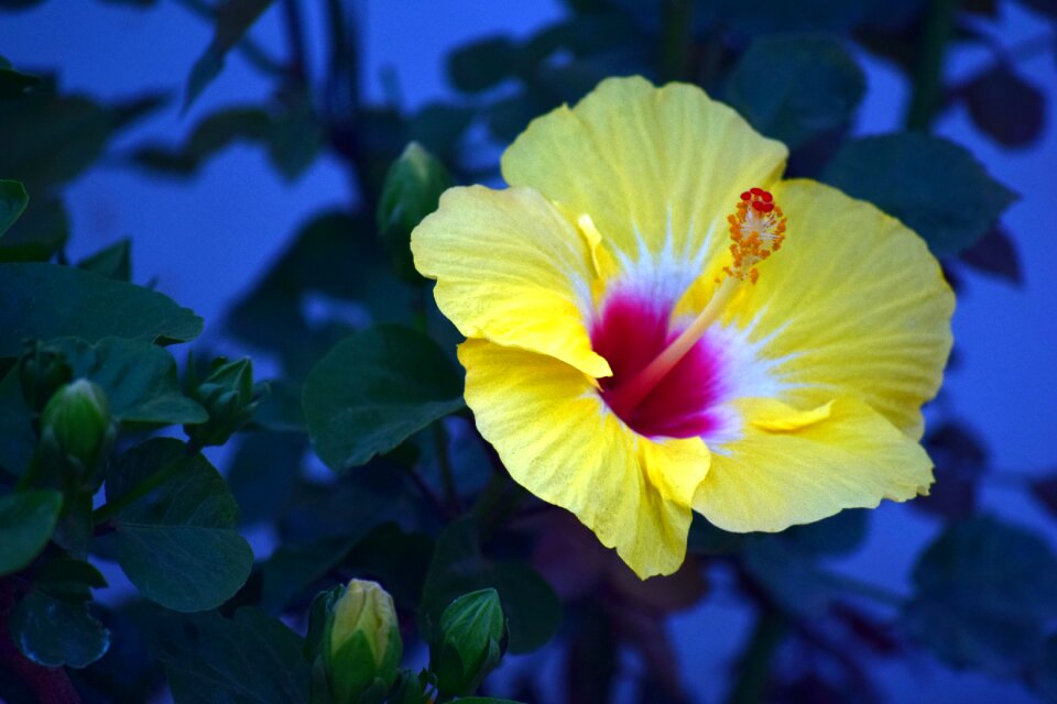 Nature petals style