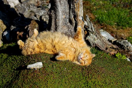 Pets domestic cat tom-cat