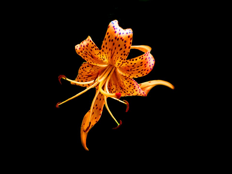 Floral garden bloom