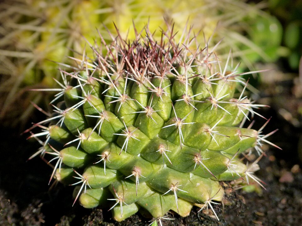Cactaceae thorny succulent