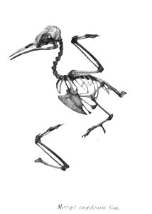 Merops angolensis 84